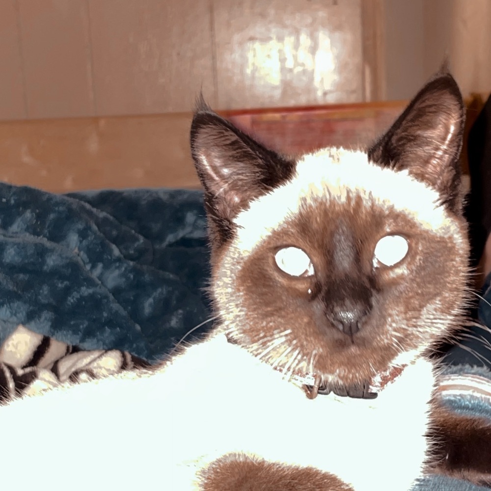 Meet your Posher, Angelina